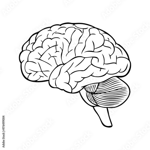 brain line vector illustration