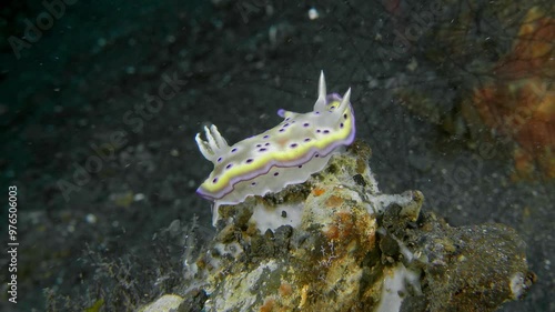 A spotted, multi-colored nudibranch slowly crawls along the bottom of a tropical sea, raising its mantle. Kunie's Nudibranch (Goniobranchus kuniei) 35 mm. ID: purple and blue marginal bands. photo