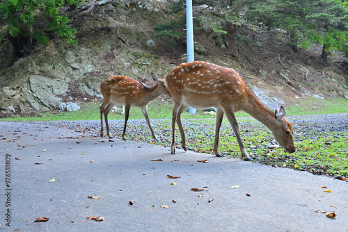 鹿の親子　母親と小鹿　宮城県　石巻市　金華山