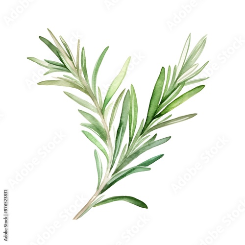 Watercolor of Rosemary Sprig on Isolated White Background