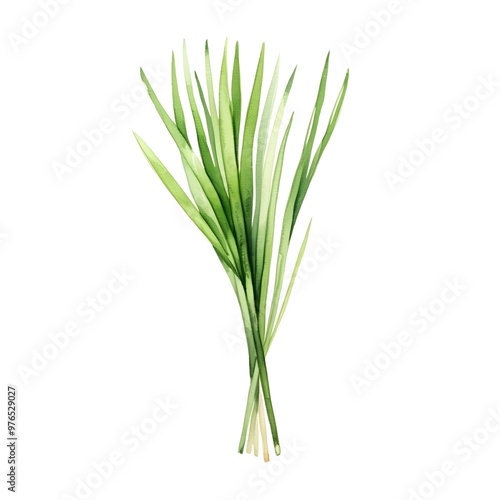 Delicate Watercolor Chive Sprig on Clean White Background