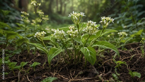 White Flowers Blooming in Green Forest