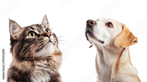 Cat and Dog Looking Up  Isolated White Background