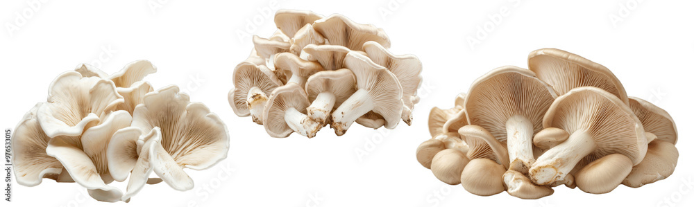 A collection image of a pile of fresh oyster mushrooms, isolated on a white background with a clipping path, close-up view, leave plentiful space...
A collection image of a pile of fresh oyster mushrooms, isolated on a white background with a clipping path, close-up view, leave plentiful space...