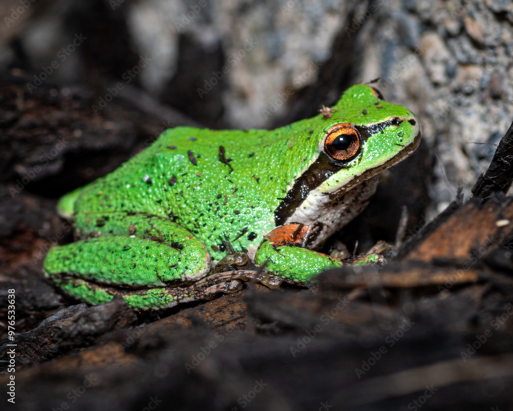 macro photo of frog macro photo of frog