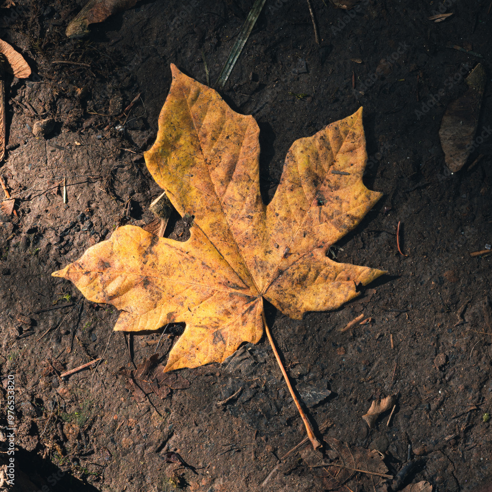 yellow maple leaf on the ground yellow maple leaf on the ground