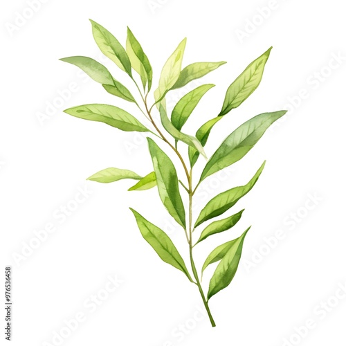 Lush Lemon Verbena Sprig Watercolor on White Background