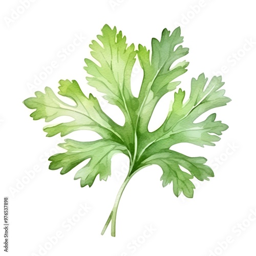 Vibrant Watercolor Parsley Leaf with Delicate Curly Texture on White Background