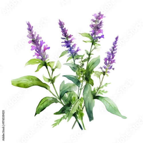 Watercolor of Vibrant Hyssop Sprigs with Purple Flowers and Green Leaves