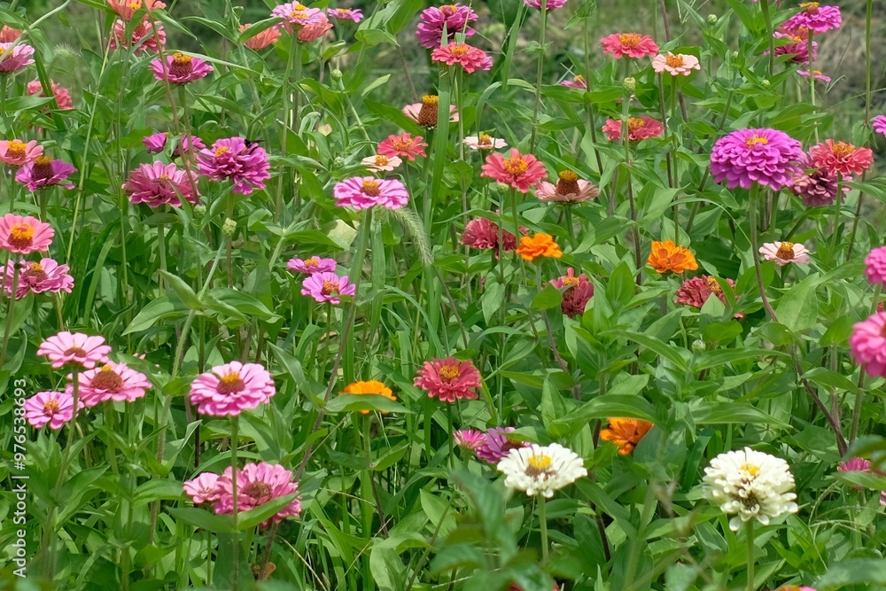 Zinnia flowers in full bloom in the garden Zinnia flowers in full bloom in the garden
