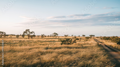 A photo of a vast field with a few scattered trees and a dirt road leading to the horizon. The sky is clear with a few clouds. The ground is covered with golden grass that sways gently in the wind.