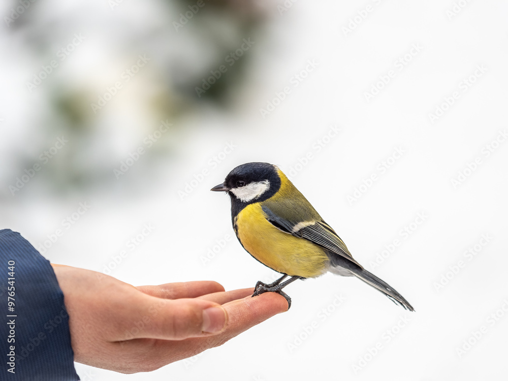Obraz premium A tit sits on a man's hand and eats seeds.