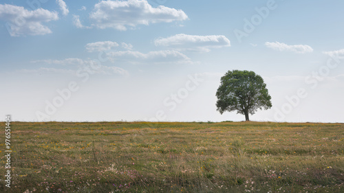 An image of a lone tree standing in a vast, open field. The field is dotted with colourful wildflowers. The sky is clear with a few fluffy clouds. The horizon line separates the field from the sky.