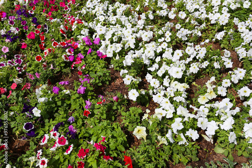 Various kinds of colorful flowers blooming in the flower beds. photo