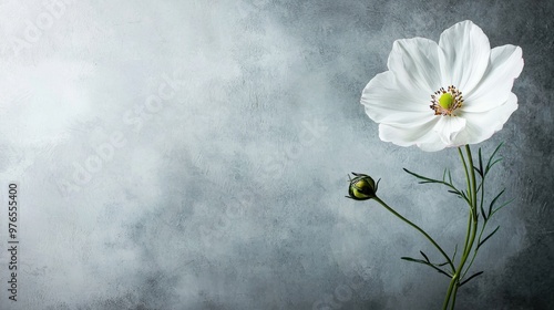 A white flower is the main focus of the image, with a grey background. The flower is the only thing that stands out, and it is the only thing that is in focus