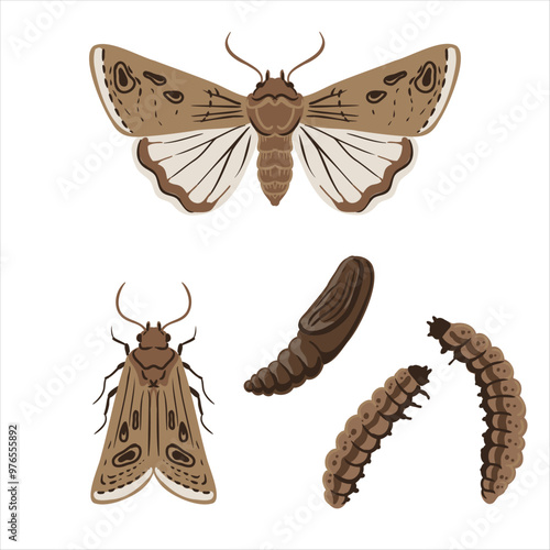 vector drawing turnip moth , cutworms isolated at white background, garden pest, hand drawn illustration