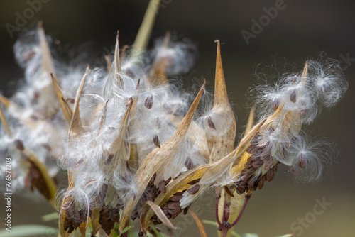 Defocused macro abstract of mature seed pods on a swamp milkweed plant, scattering fluffy seeds into the wind photo