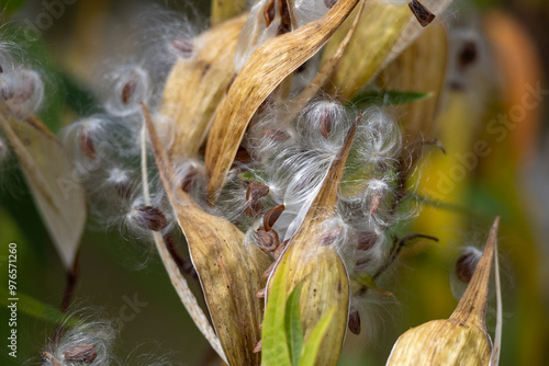 Defocused macro abstract of mature seed pods on a swamp milkweed plant, scattering fluffy seeds into the wind