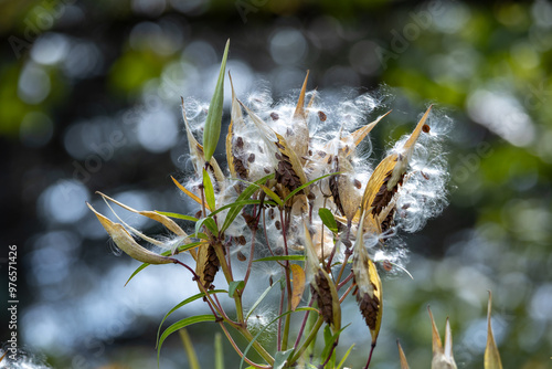 Defocused macro abstract of mature seed pods on a swamp milkweed plant, scattering fluffy seeds into the wind. With bokeh. photo