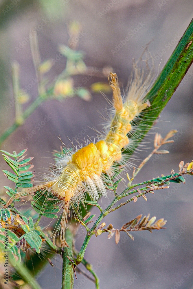 A fluffy yellow caterpillar, covered in long, soft hairs, clings to a green stem
