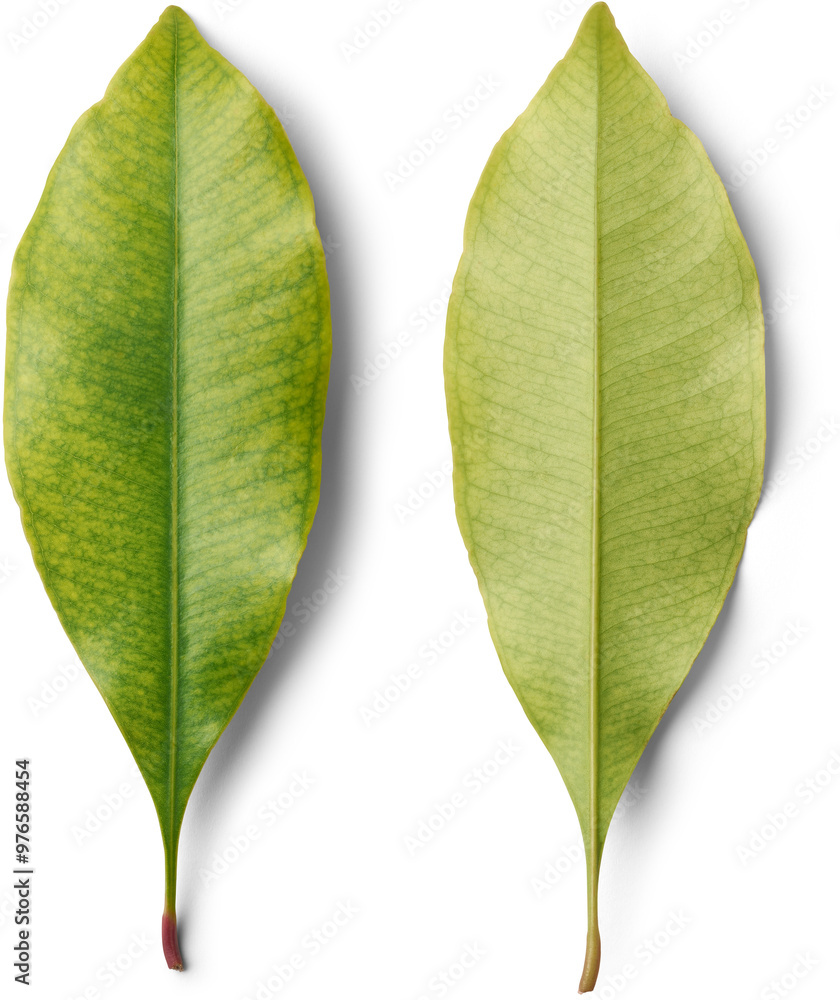 Obraz premium clove plant leaves isolated white background, green color fragrant and glossy which emit strong aromatic scent used in medicine and perfumes, close-up of both sides