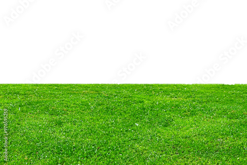 green grass isolated on white