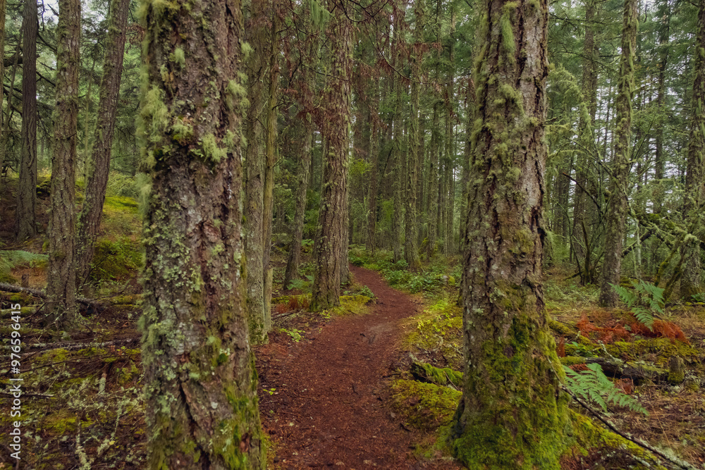Hiking pathway in the forest with mossy trees Hiking pathway in the forest with mossy trees
