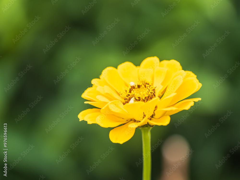 Yellow Zinnia flowers. Flowers zinnia elegans. Color nature background. Yellow Zinnia flowers. Flowers zinnia elegans. Color nature background.