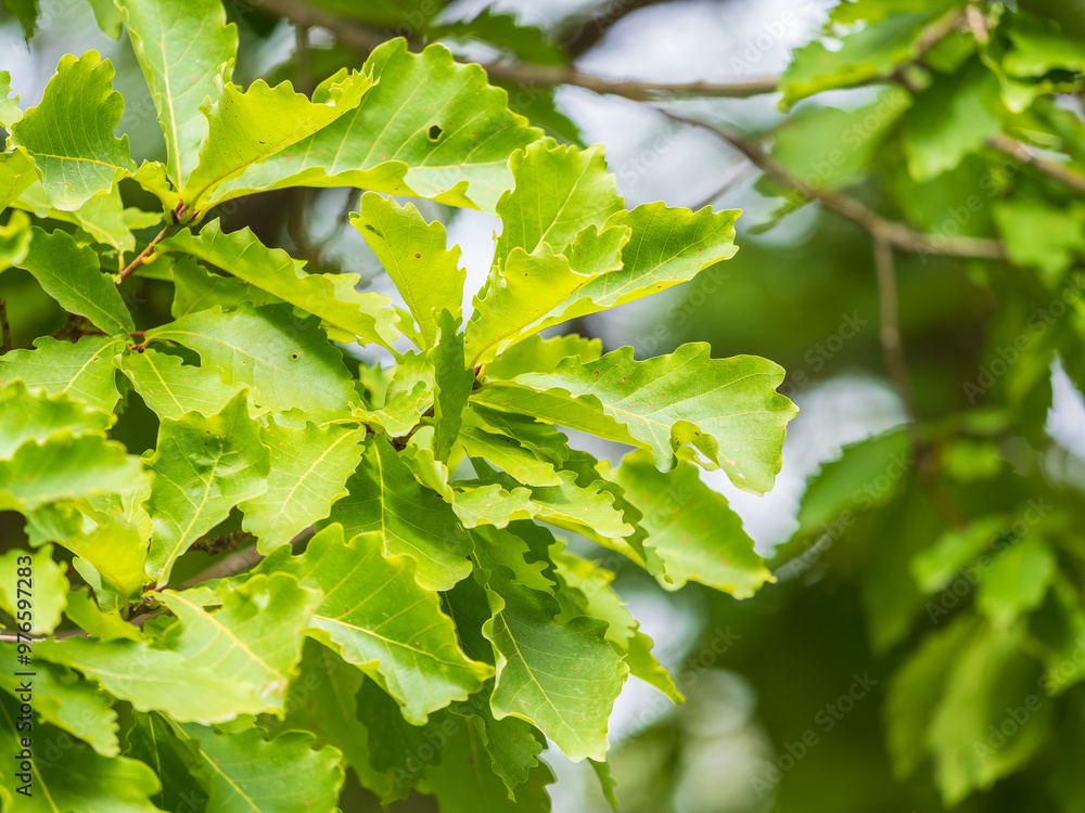 Oak branches with green and yellow leaves in autumn park. Oak branches with green and yellow leaves in autumn park.