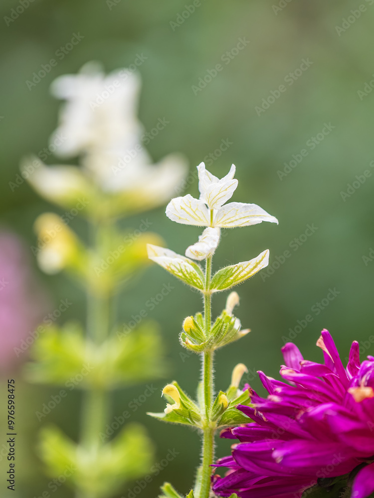 White purple pink flowers salvia shiny colorful in meadow White purple pink flowers salvia shiny colorful in meadow