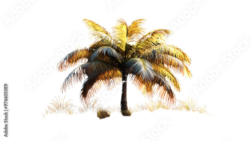 palm tree on white background