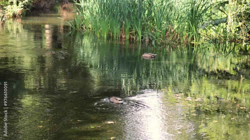 Duck Swimming in Garden Pool Duck Swimming in Garden Pool