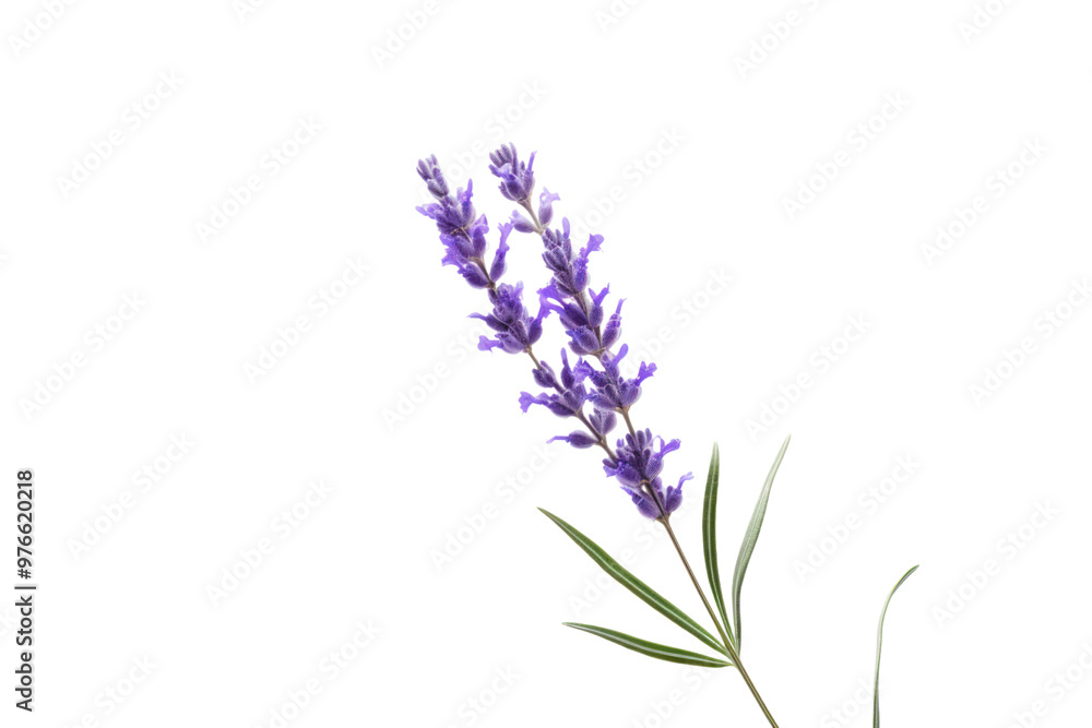 Obraz premium A lavender flower with a soft focus effect, emphasizing its gentle curves and subtle hues, isolated on a white background