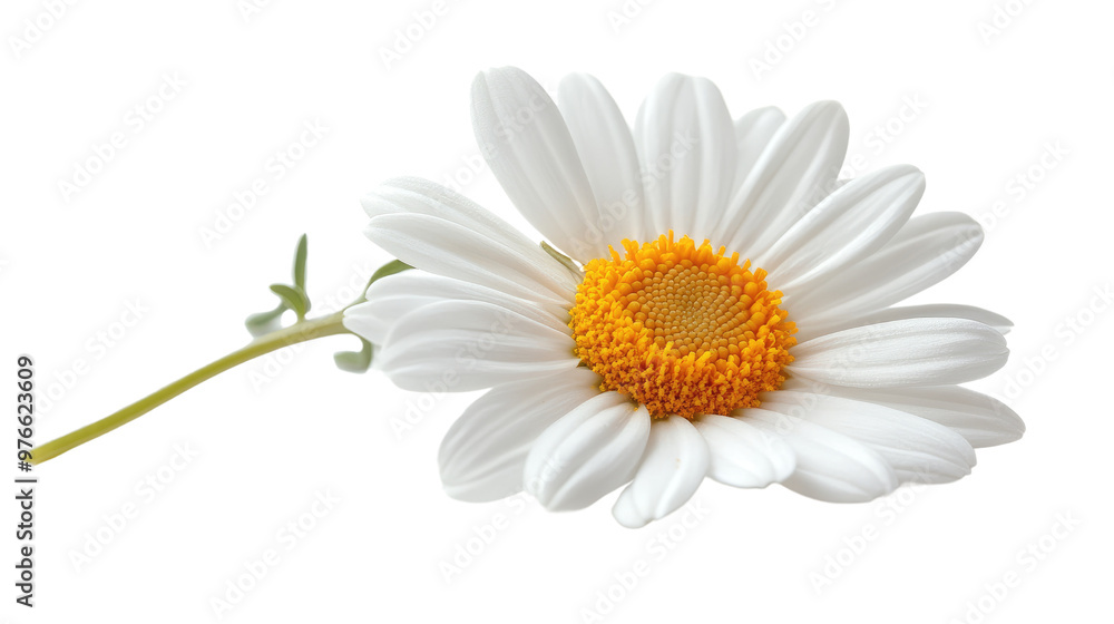 Fototapeta premium daisy isolated on white background