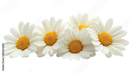 daisies isolated on white background