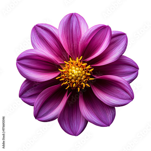 Beautiful magenta dahlia flower with a yellow center