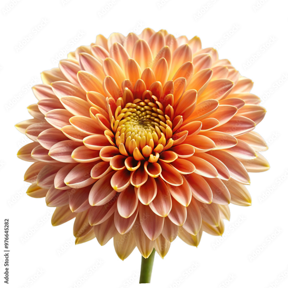 Chrysanthemum Flower Isolated on Transparent Background Chrysanthemum Flower Isolated on Transparent Background