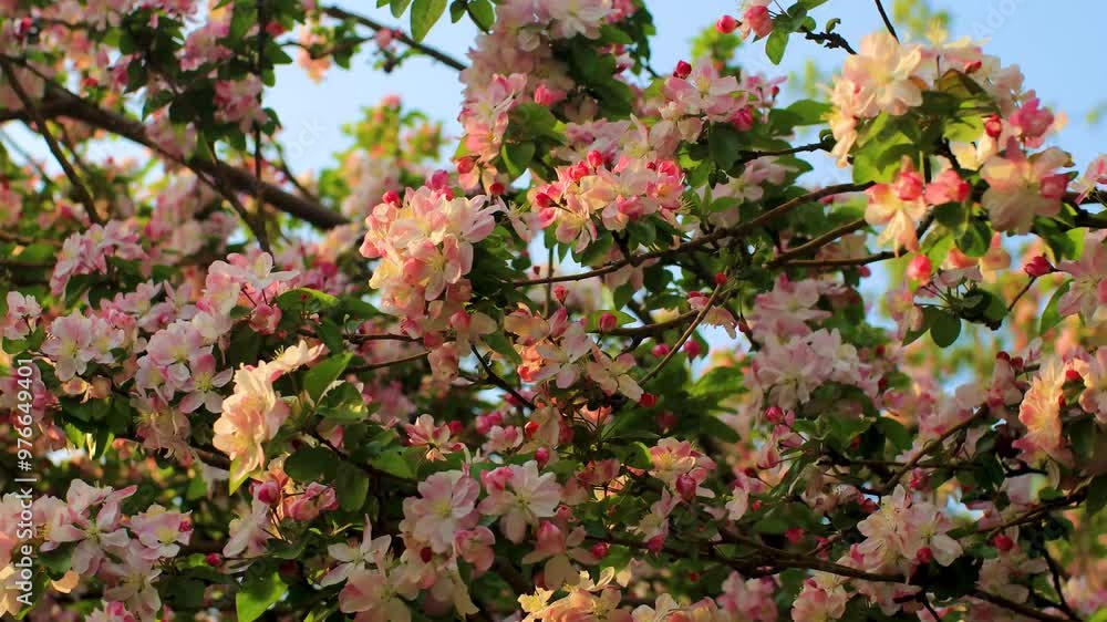 Sunshine Begonia flowers are in full bloom, warm and healing real shot Sunshine Begonia flowers are in full bloom, warm and healing real shot