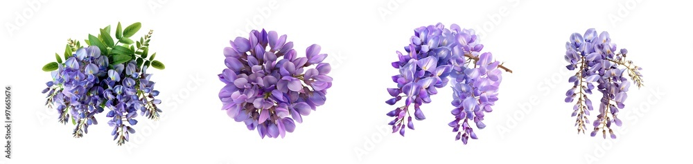 Delicate Lavender Flower Petal collection isolated on transparent background Delicate Lavender Flower Petal collection isolated on transparent background