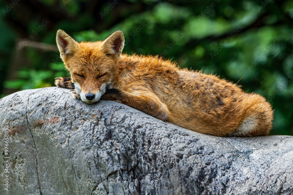 Fototapeta premium キタキツネ