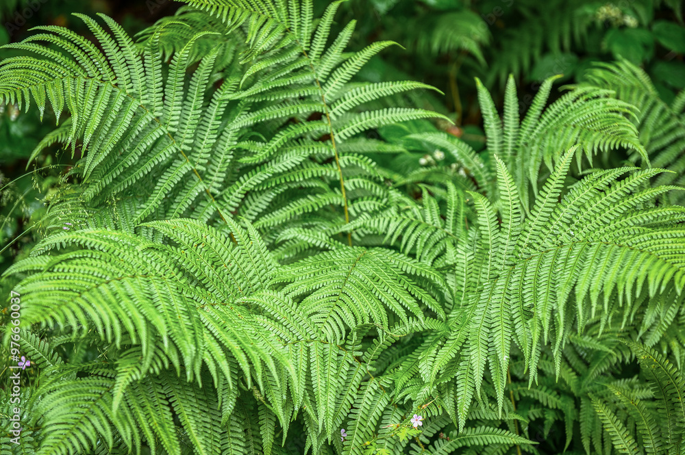 Ferns are seedless vascular plants, whose most outstanding morphological characteristics are their large leaves. Ferns are seedless vascular plants, whose most outstanding morphological characteristics are their large leaves.