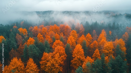 Autumn forest covered in fog during golden hour