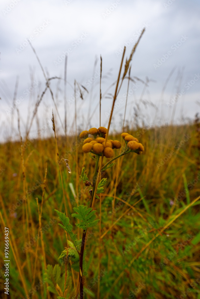 A field of tall grass with a single yellow flower in the foreground A field of tall grass with a single yellow flower in the foreground