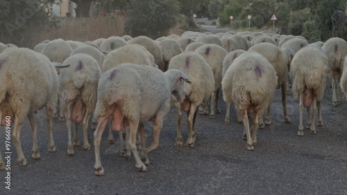 Flock of Sheep Walking along a Rural Roadside photo