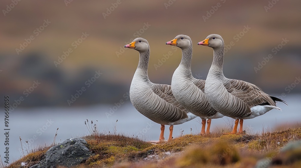 Three greylag geese standing on grassy shore Three greylag geese standing on grassy shore