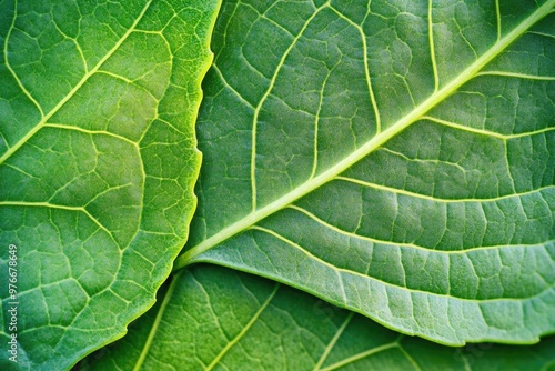 Close-up of vibrant green leaves showcasing intricate veins and texture, perfect for nature, botany, and organic material themes.