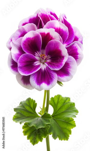 Geranium Flower Isolated on Transparent Background