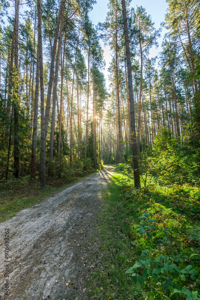 Fototapeta premium A forest path with trees and a sun shining through the trees