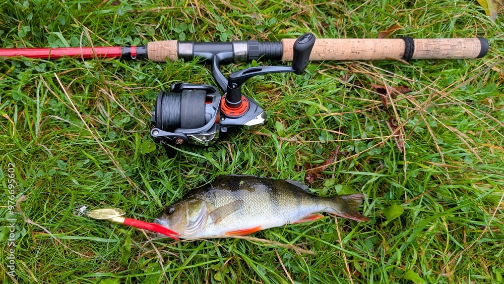 Fresh water fish perch hooked on spinning lure, fishing, catch and release, animals and wildlife, nature background