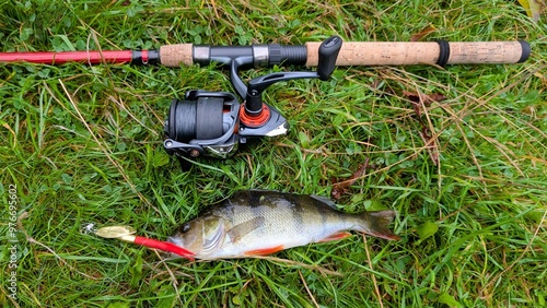 Fresh water fish perch hooked on spinning lure, fishing, catch and release, animals and wildlife, nature background	